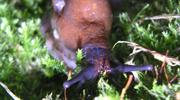 SLIMERS slug project innovates to tackle pest + more science and technology updates